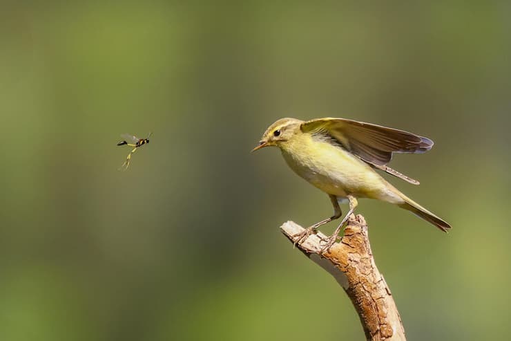 עלווית אפורה (צילום: באדיבות רפאל שמלו) עלווית אפורה