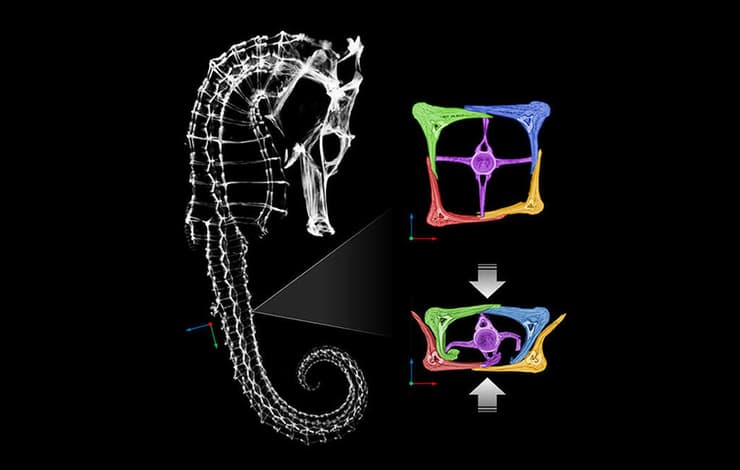 זנבו של סוסון הים בנוי מלוחות עצם (באדום, ירוק, צהוב, כחול) שמקיפים את חוליות עמוד השדרה (בוורוד). שלד סוסון הים (שמאל), חתך רוחב של הזנב במצב רגיל (ימין למעלה) ובהפעלת כוח מעיכה (ימין למטה)