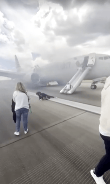 נוסעת נופלת מהמגלשה על המסלול (highlymigratoryfishing via Instagram@) פינוי חירום ממטוס אמריקן איירליינס