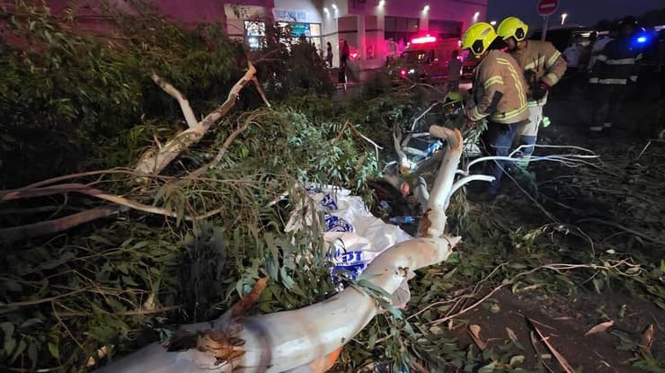 הרוג מקריסת עץ באסף הרופא