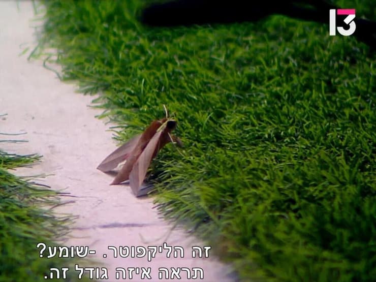 רפרפן הגפן