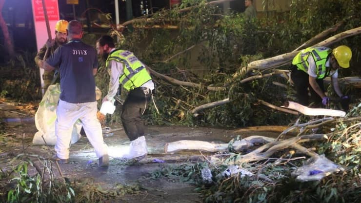 הזירה באסף הרופא, גבר נהרג מקריסת עץ