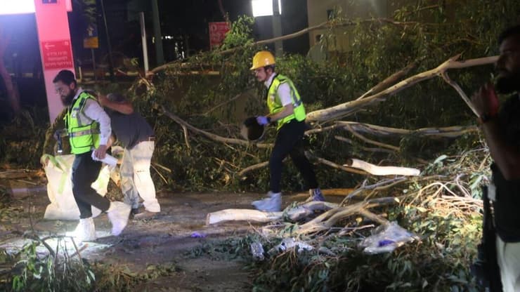 הזירה באסף הרופא, גבר נהרג מקריסת עץ