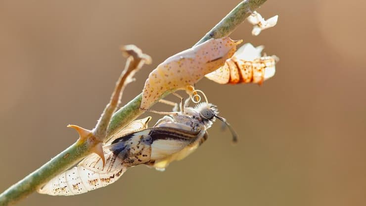 פרפר מגיח מהגולם