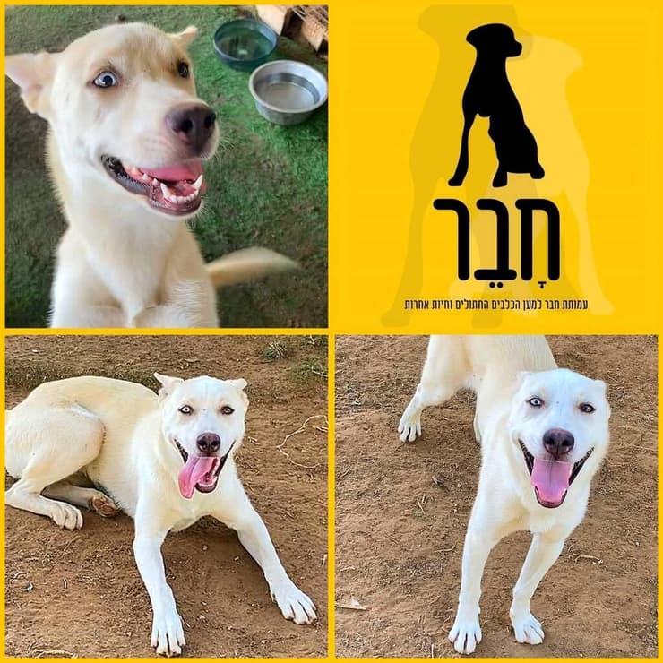 נלה