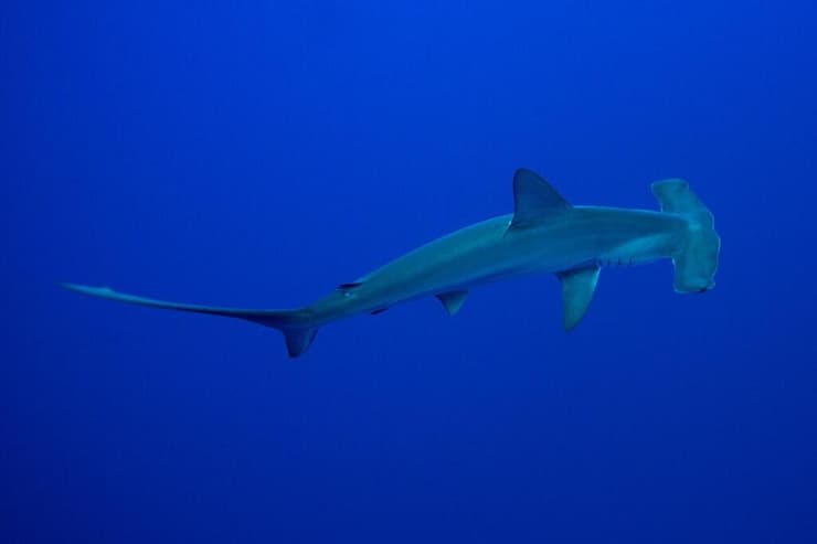 כריש פטישן פגום-חרטום, כפי שתועד בים סוף