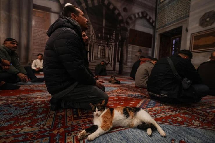 חתול שוכב לצד מתפללים במסגד באיסטנבול