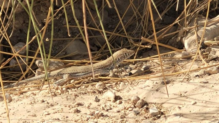 שנונית הנחלים בשמורת הטבע מדבר יהודה