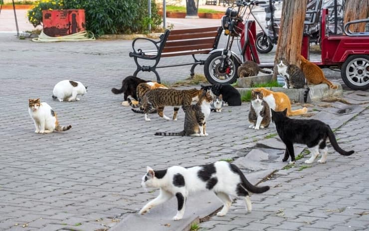 חתולי קהילה באיסטנבול