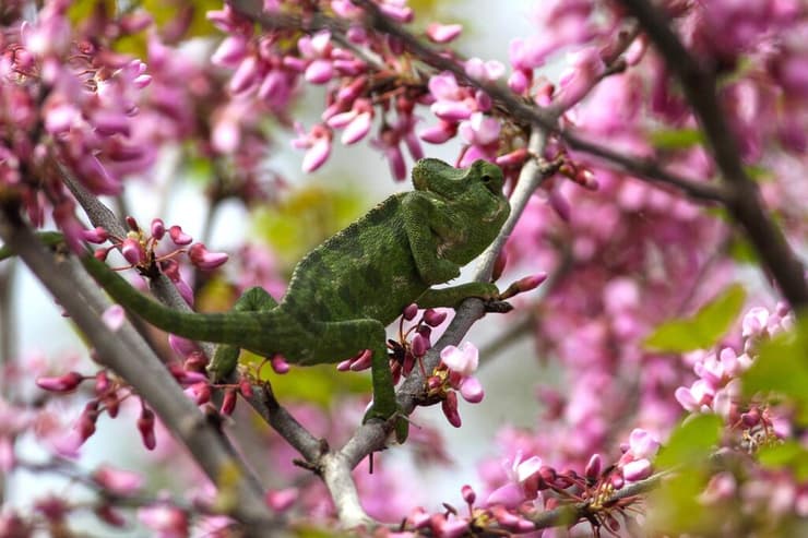 זיקית ים-תיכונית באזור פיקוח מנשה-אלונה