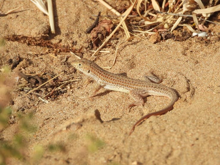 שנונית השפלה