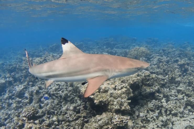 כריש שחור-שוליים, שמהווה את הטרף העיקרי של כריש פטישן גדול