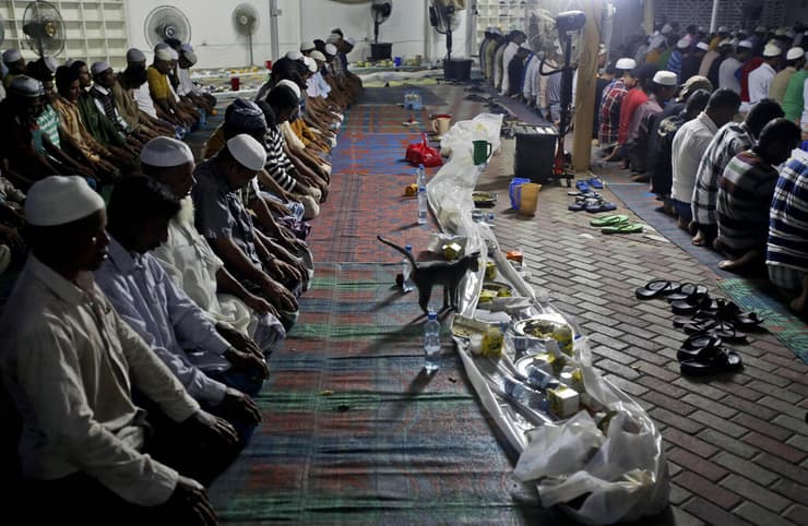 חתול משוטט בין מתפללים בדובאי