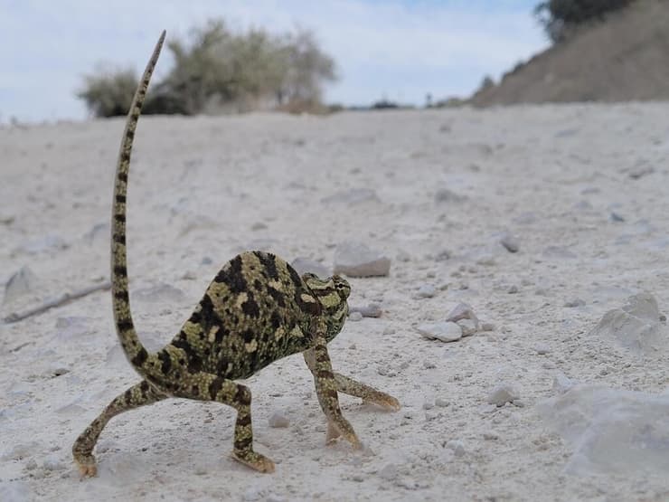 זיקית ים-תיכונית בגן לאומי הרי יהודה
