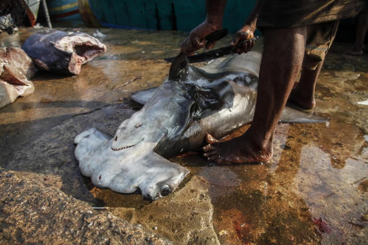 ציד של כרישי פטישן פגום-חרטום, שהציבו אותם כמין בסכנת הכחדה חמורה