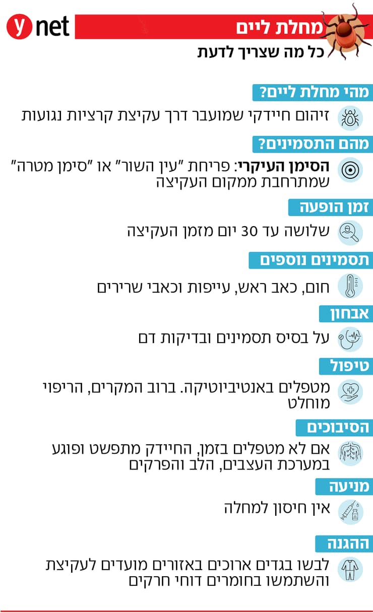 אינפו מחלת ליים