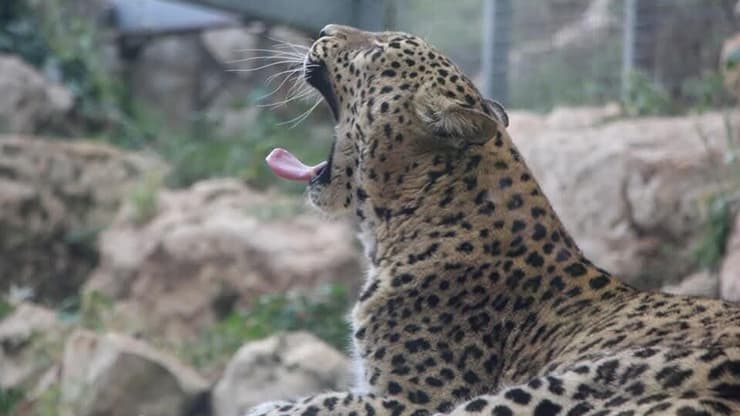 Un tigre dans le zoo biblique
