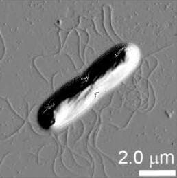 חיידק B. cereus שהובא מאזור אגן קוואטרו סיינגס במקסיקו. בתמונה שצולמה במיקרוסקופ AFM ניתן לראות שוטונים המאפשרים שחייה