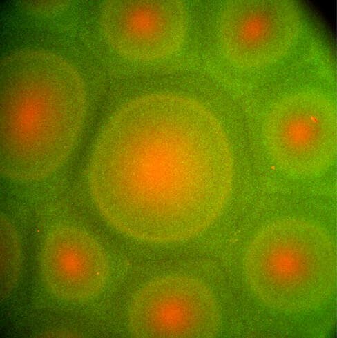 חמישה מינים, תבנית אחת מרהיבה: התפתחות תבניות ביוקונבקציה של חמש אוכלוסיות שונות של חיידקים ששניים מהן סומנו פלואורסצנטית