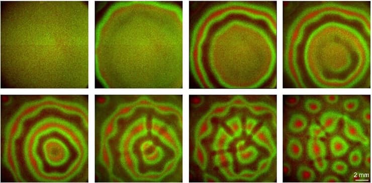 הפרדה מרחבית בין שני מיני חיידקים יוצרת תבניות קליידוסקופיות: התפתחות תבניות ביוקונבקציה של שתי אוכלוסיות חיידקים ממינים שונים שסומנו פלואורסצנטית (האחת בירוק והשנייה באדום) ועורבבו יחד בתמיסה ביחסים שווים. החיידקים צולמו בנקודות זמן שונות – עד חצי שעה לאחר הערבוב