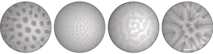 מינים שונים, תבניות שונות: דפוסי ביוקונבקציה ייחודיים למיני חיידקים שונים שנבדקו במחקר – מקווים מפותלים ועד למשושים מורכבים. קנה מידה: 2 מ"מ