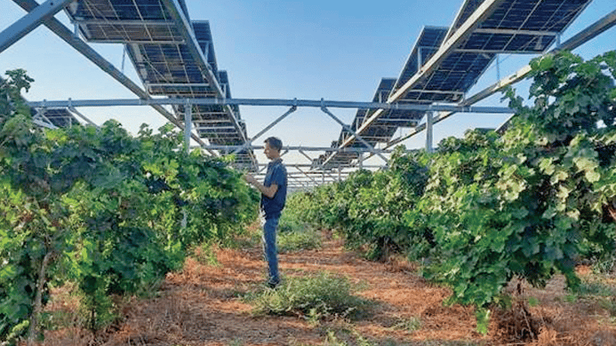 כרם אגרי־וולטאי