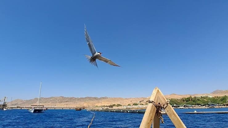 אחד ההורים מרחף מעל אתר הקינון