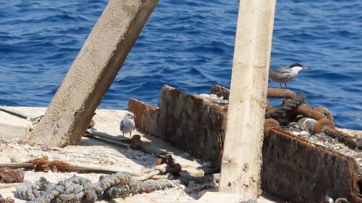 אחד ההורים וגוזל נוסף על המצוף