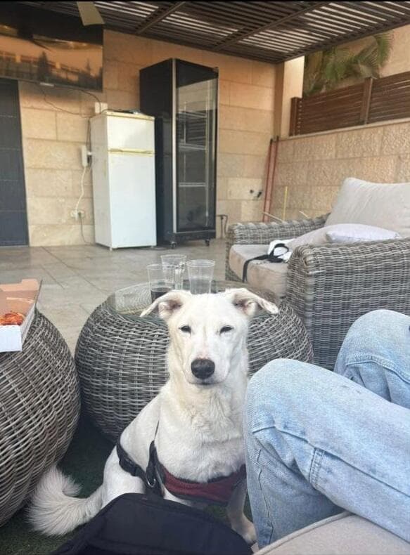 שלג, הכלב של סיגל ברנס, שהורעל למוות