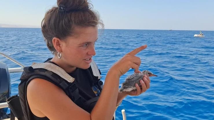 קשת פורת עם הגוזל