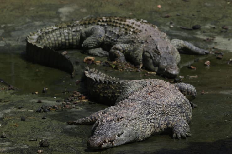 התקיפה הקודמת בגן החיות התנ"כי הייתה של תנין (צילום: עמית שאבי) תנינים בגן החיות התנ"כי
