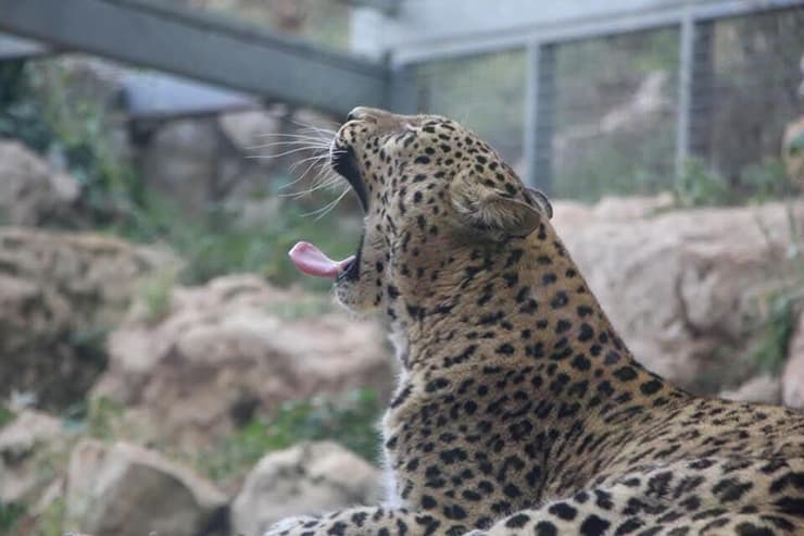 ''הרבה מהחיות בגני החיות נולדו שם. הן לא נלקחו מהטבע'' (צילום: מתנאל רחמים) נמר פרסי בגן החיות התנ"כי