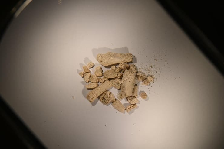 שברי עצמות בעלי חיים שאותרו במערת ארנה קוואמגרוטה שבנורבגיה