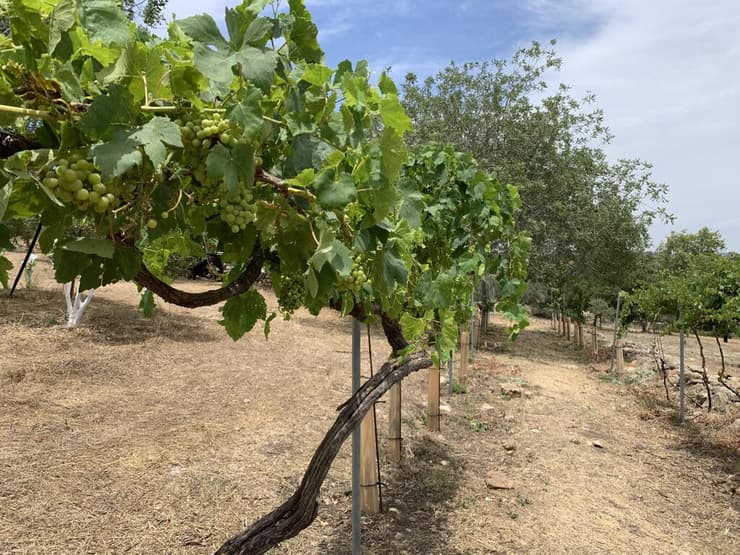 כרמים בשיטות גידול מסורתיות ברמת הנדיב