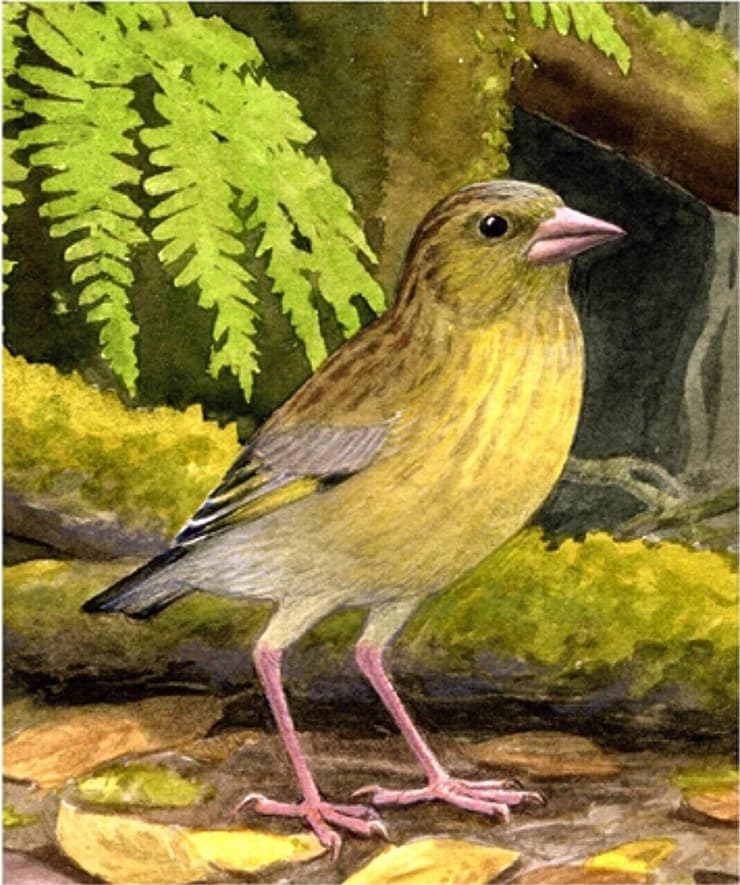 ירקון דק-מקור מטנריף שבאיים הקנריים (איור: Aina Bonner) ירקון דק-מקור מטנריף שבאיים הקנריים