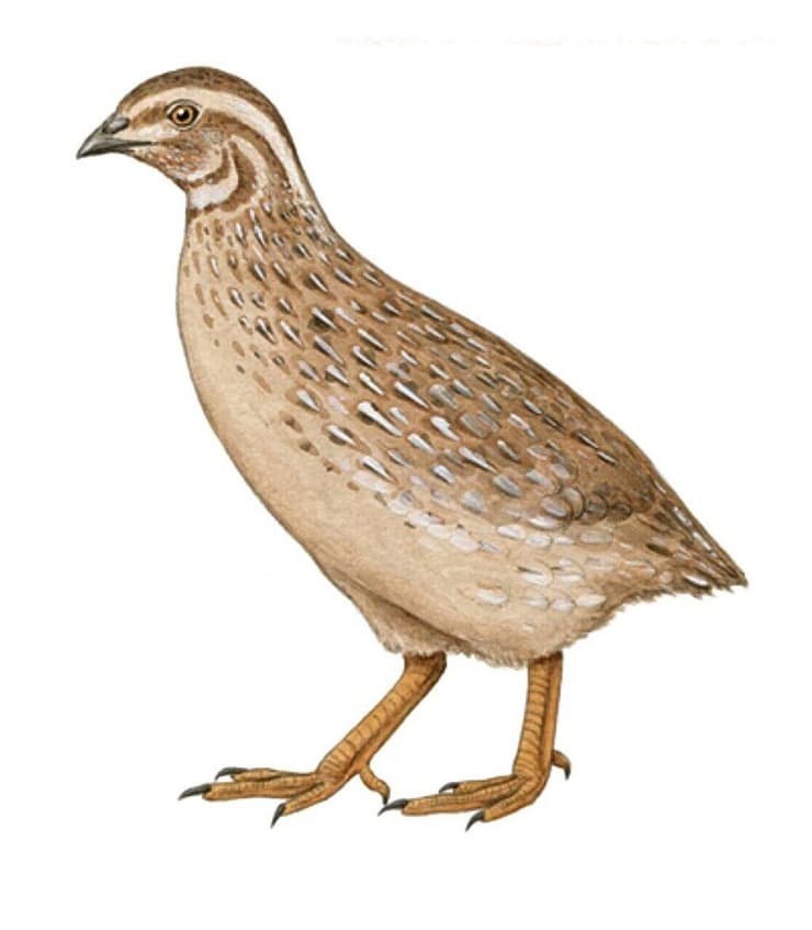 שליו סאו ויסנטה מהאי סאו ויסנטה בכף ורדה (איור: Pau Oliver) שליו סאו ויסנטה מהאי סאו ויסנטה בכף ורדה