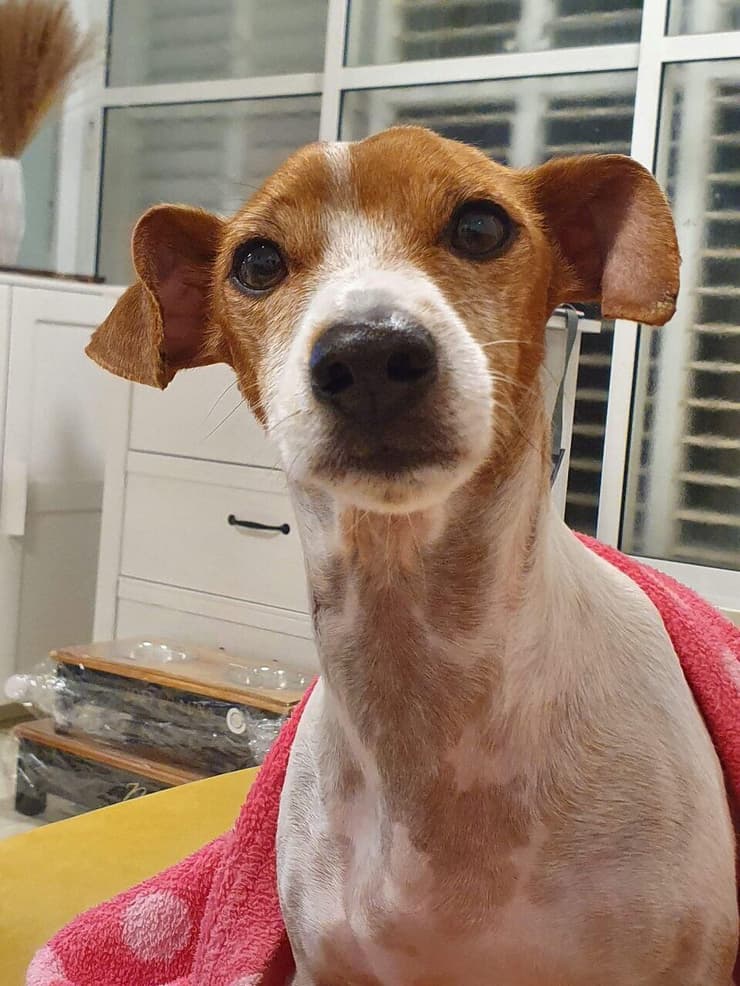 צ'אקי, הכלב של שני דוד, שהורעל למוות