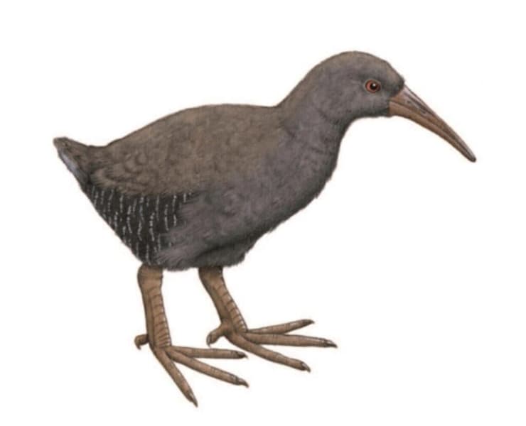 רלית סאו ז'ורז'ה מהאי סאו ז'ורז'ה שבאיים האזוריים (איור: Pau Oliver) רלית סאו ז'ורז'ה מהאי סאו ז'ורז'ה שבאיים האזוריים