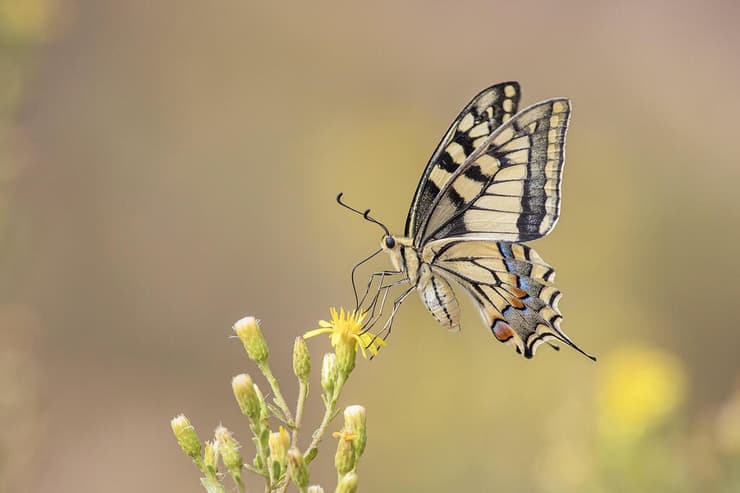 זנב סנונית נאה נהנה מארוחה על טיון דביק (צילום: סמיר חמזה) זנב סנונית נאה נהנה מארוחה על טיון דביק