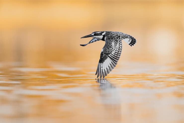 פרפור עקוד בצבעי שקיעה, הטבע הישראלי בשיא תפארתו