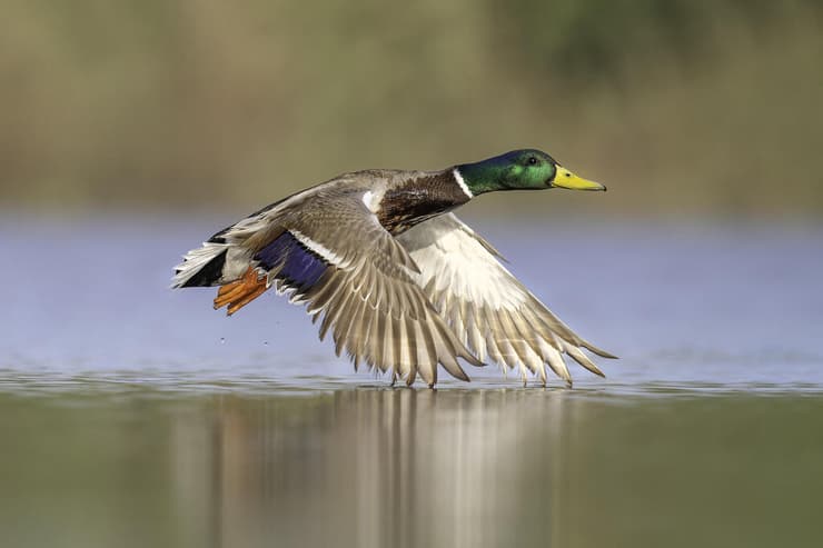 ברכיה בתעופה, רגע שמזכיר כמה שנייה אחת יכולה לשנות הכול