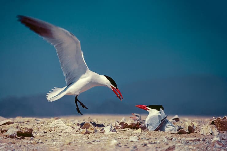 שחפית כספית נוחתת בקן על הקרקע כדי להאכיל את אפרוחיה הנשמרים תחת כנפי הנקבה