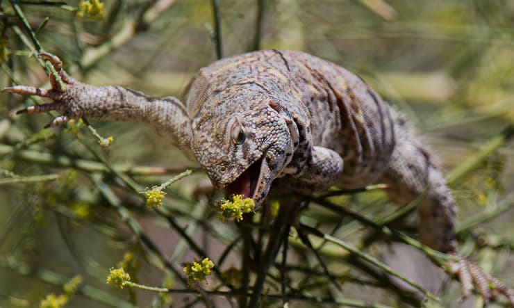 חרדון צב הדור צעיר