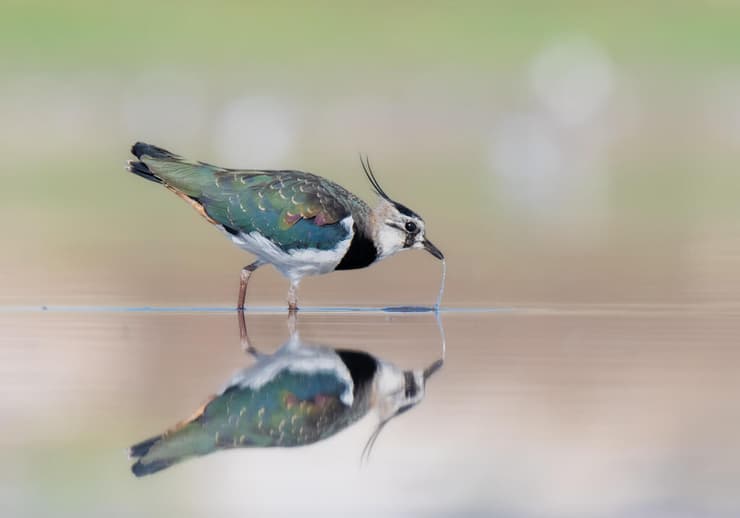 קיווית מצוייצת מרווה את צמאונה