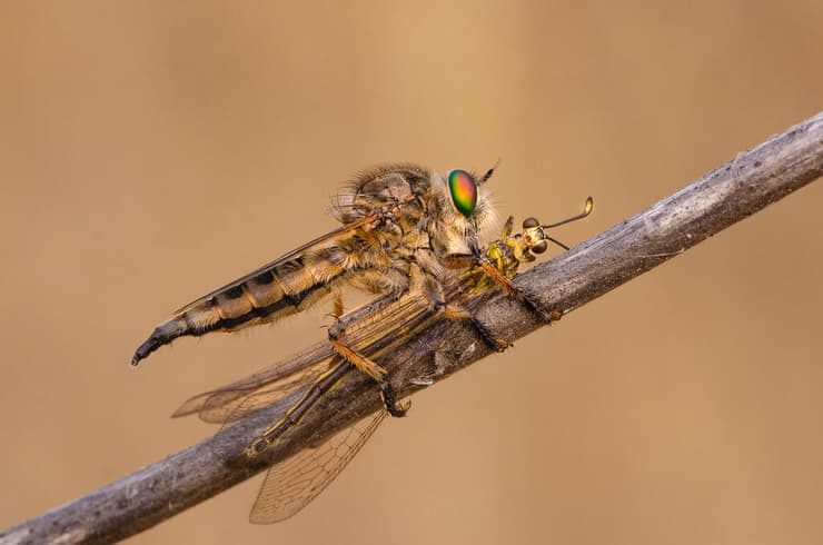 זבוב טרפן עם טרף, תזכורת שגם עולם החרקים מלא דרמה