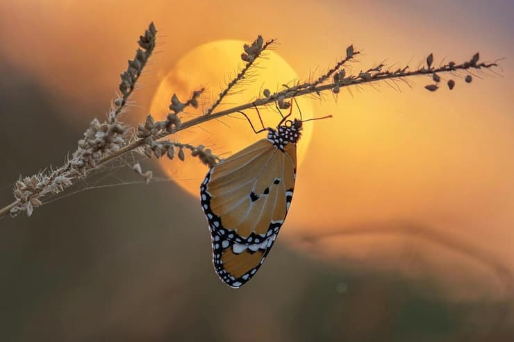 דנאית הדורה בזריחה (צילום: סמיר חמזה) דנאית הדורה בזריחה