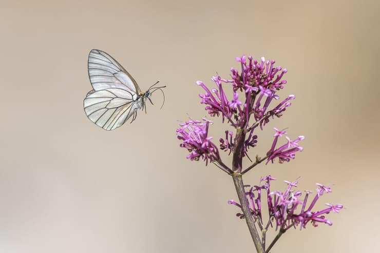 רשתן העוזרר במעוף לארוחת בוקר מפרחיו של חד-אבקן ארוך-פרחים (צילום: סמיר חמזה) רשתן העוזרר במעוף לארוחת בוקר מפרחיו של חד-אבקן ארוך-פרחים
