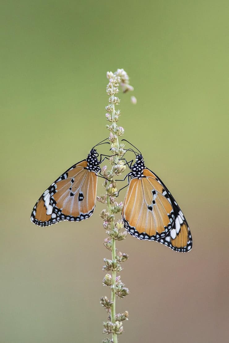 זוג פרפרי דנאיות הדורה בלינה משותפת, זכר ונקבה (צילום: סמיר חמזה) זוג פרפרי דנאיות הדורה בלינה משותפת, זכר ונקבה