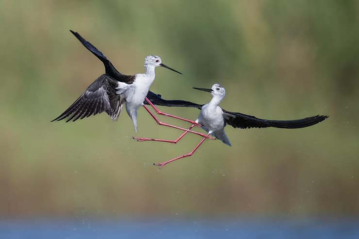 תמירונים בעימות או משחק, תלוי איך מסתכלים על זה