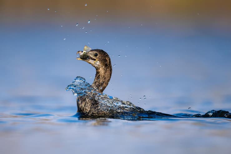 קורמורן גמדי ברגע היציאה מהמים עם ארוחה